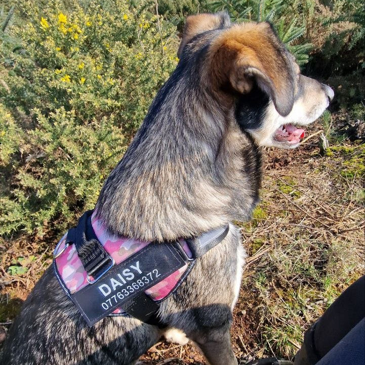 Personalized No Pull Dog Harness