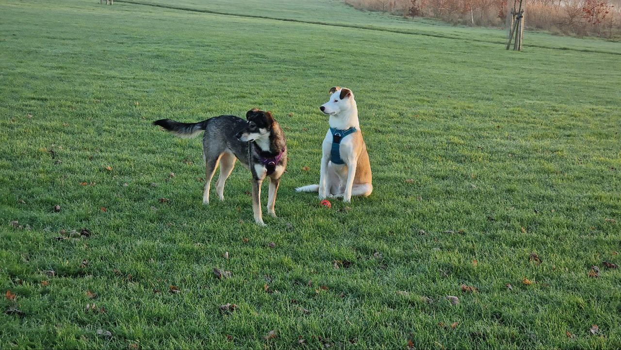 Two dogs standing on a grassy field
